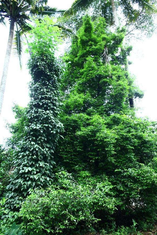 Ferienwohnung Hill Rock Idukki Exterior foto